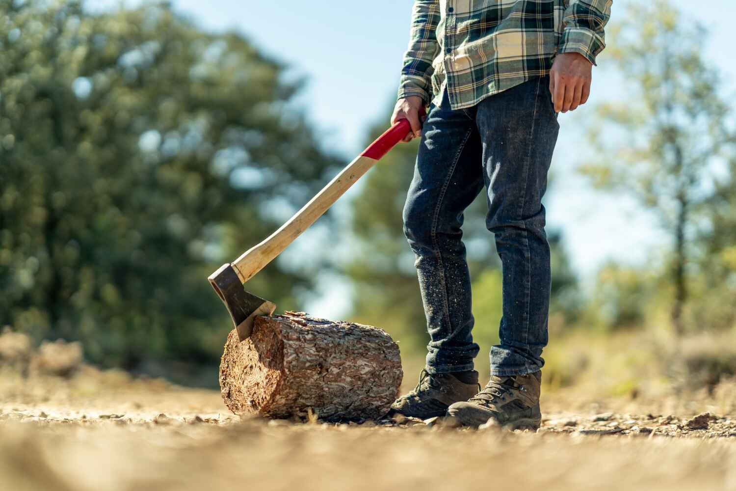 The Steps Involved in Our Tree Care Process in Anna, TX